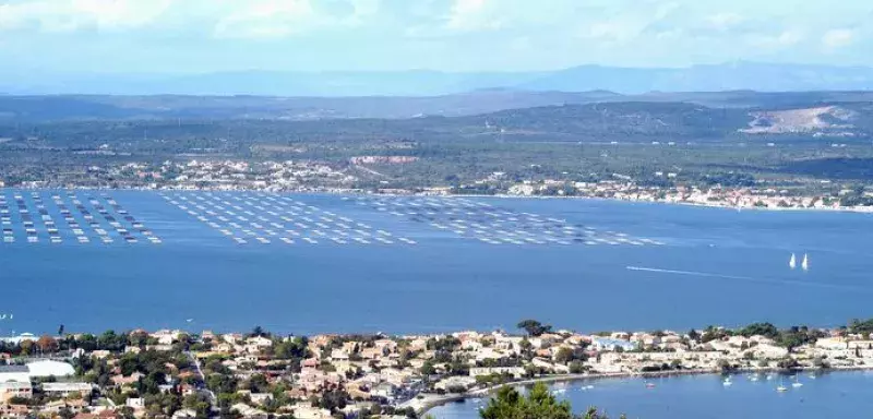 Les conchyliculteurs peuvent seulement commercialiser les huîtres et les moules 