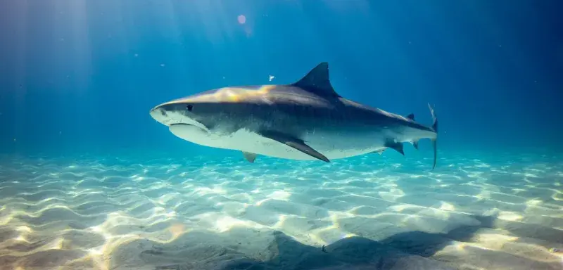 Grand requin blanc nageant dans les eaux bleues de la mer