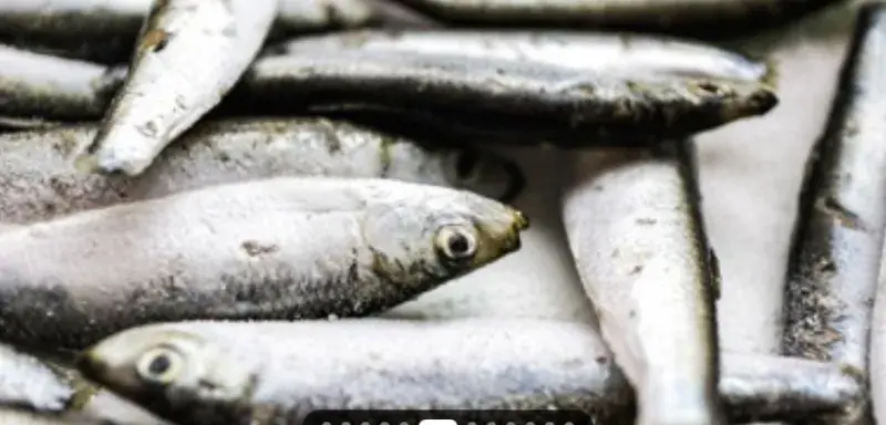 Illustration pour l'article: Des sardines rappelée