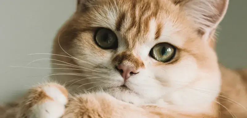 Chat tigré orange dans un panier en osier