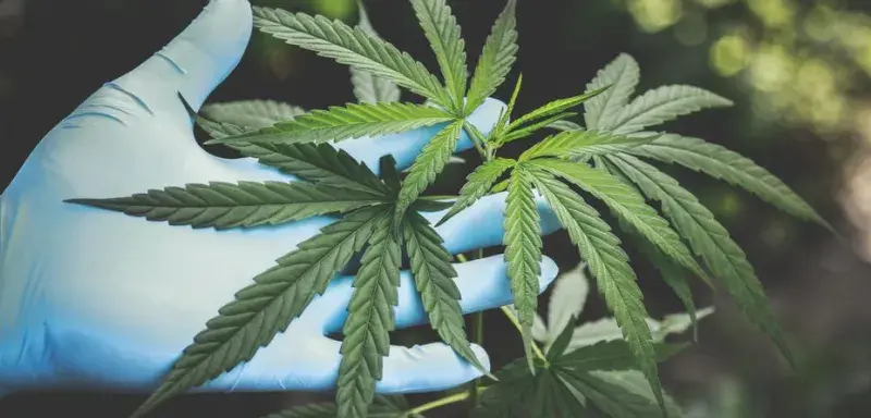 A hand in gloves holds fresh cannabis leaves outdoors, highlighting natural growth.