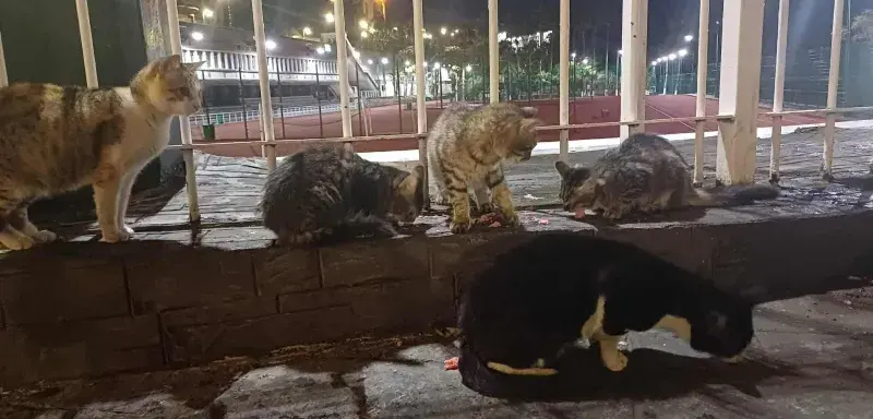 Carnet de voyage : Les Rois discrets d'Alger la Blanche 