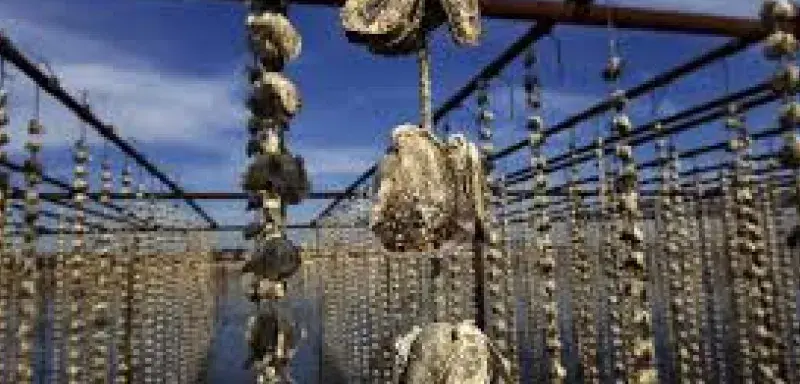 Interdiction des huîtres et moules de l’Étang de Thau ce 31 décembre après détection du norovirus. Un coup dur pour les producteurs à la veille du réveillon.