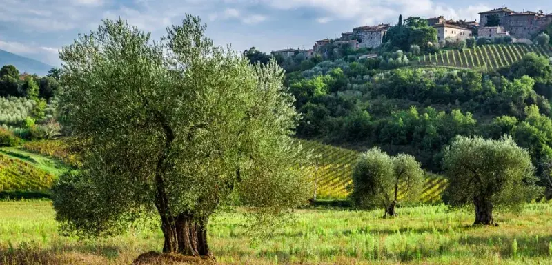 Les Italiens vivent plus longtemps que jamais : l’espérance de vie dépasse 83 ans, avec un écart notable entre les sexes — les femmes centenaires représentent près de 80 % des effectif