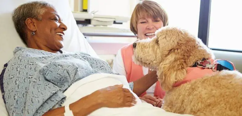 Quand l’animal entrouvre mystérieusement la porte du soin