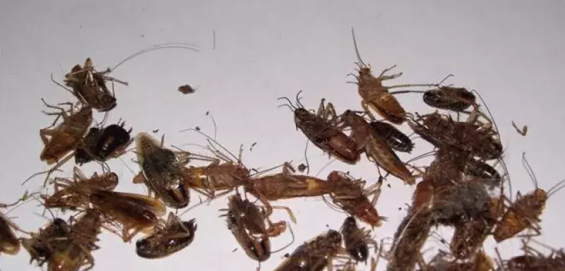 Le cafard grillé et réduit en poudre serait très apprécié par les toxicomanes algériens (DR)