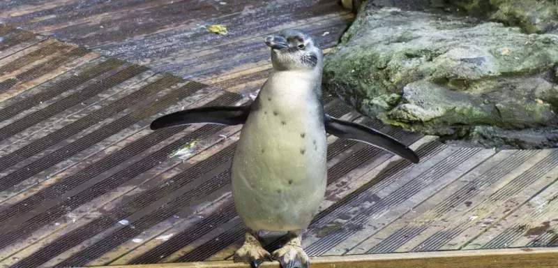 Pour la seconde fois en trois ans, un nouveau bébé est né au sein de la colonie des manchots de l'aquarium Mare Nostrum, à Montpellier.