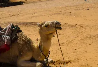 Paysage touristique algérien avec un chameau dans le désert