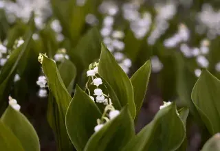 Muguet symbole du 1er mai fête du travail en France