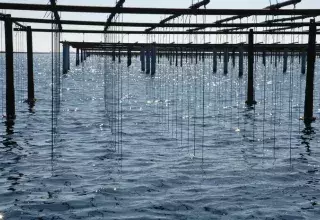 Huîtres et moules vont à nouveau pouvoir être récoltées et commercialisées.