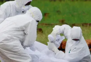 Illustration du virus Nipah transmis par les chauves-souris frugivores en Inde