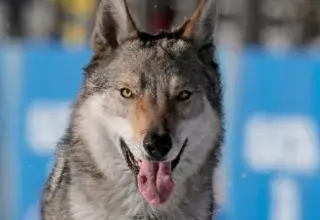 Illustration pour l'article: JO d'hiver 2026 : un adorable chien-loup s'invite sur la piste de ski de fond de Milan-Cortina