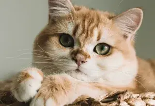 Chat tigré orange dans un panier en osier