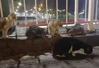 Carnet de voyage : Les Rois discrets d'Alger la Blanche 