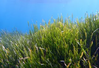 La Méditerranée, mer fermée parmi les plus fréquentées du monde, se réchauffe 20 % plus vite que l’océan global