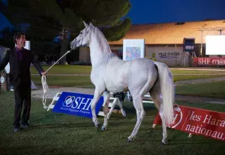 La recette de la filière française : le respect du cheval. (© Ph Ferrer)